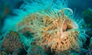 Lokasi Festival Selat Lembeh 2024