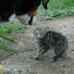 Berhenti Merasa Takut Terhadap Kucing  2024