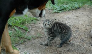 Berhenti Merasa Takut Terhadap Kucing  2024