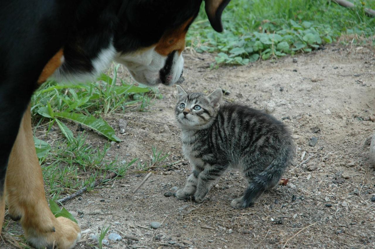 Berhenti Merasa Takut Terhadap Kucing  2024