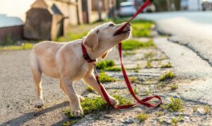 Agar Anak Anjing Berhenti Menggigit  2024