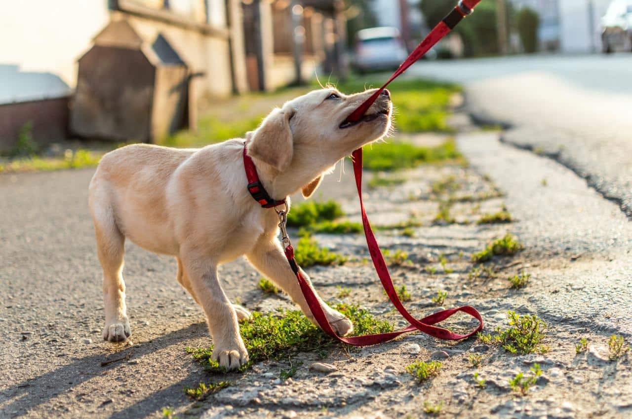 Agar Anak Anjing Berhenti Menggigit  2024